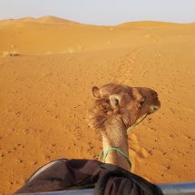 DORMIRE NRL DESERTO DORMIRE NRL DESERTO